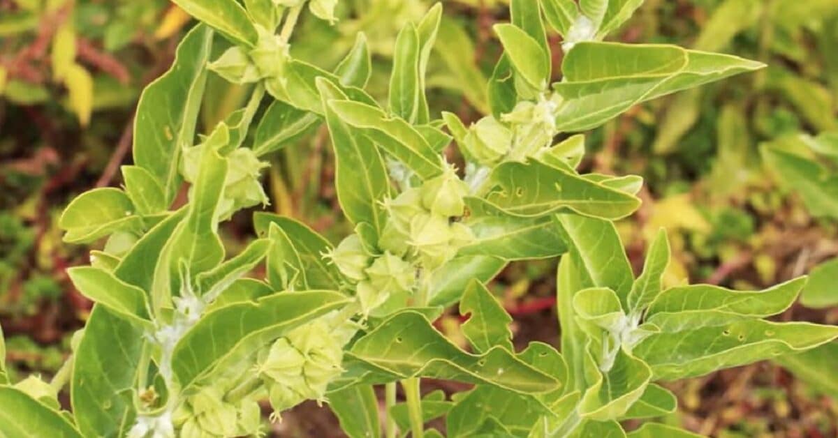 Ashwagandha is an ayurvedic herb